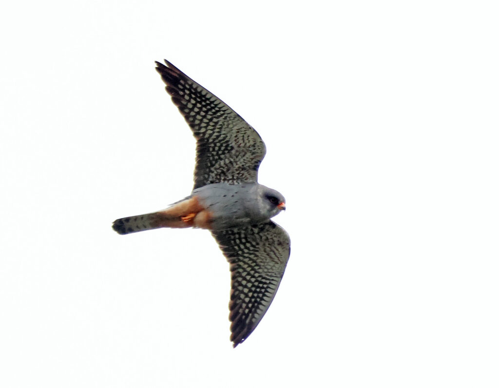 Aftonfalk (Red-footed Falcon) vid Sibyllas, Ottenby, södra Öland