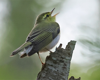Grönsångare (Wood Warbler) vid Södra Lunden Ottenby, Öland