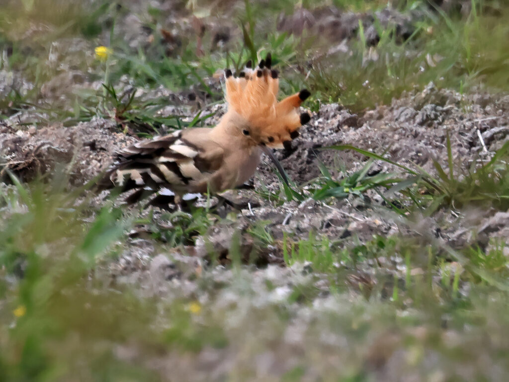 Härfågel (Hoopoe) på Öland