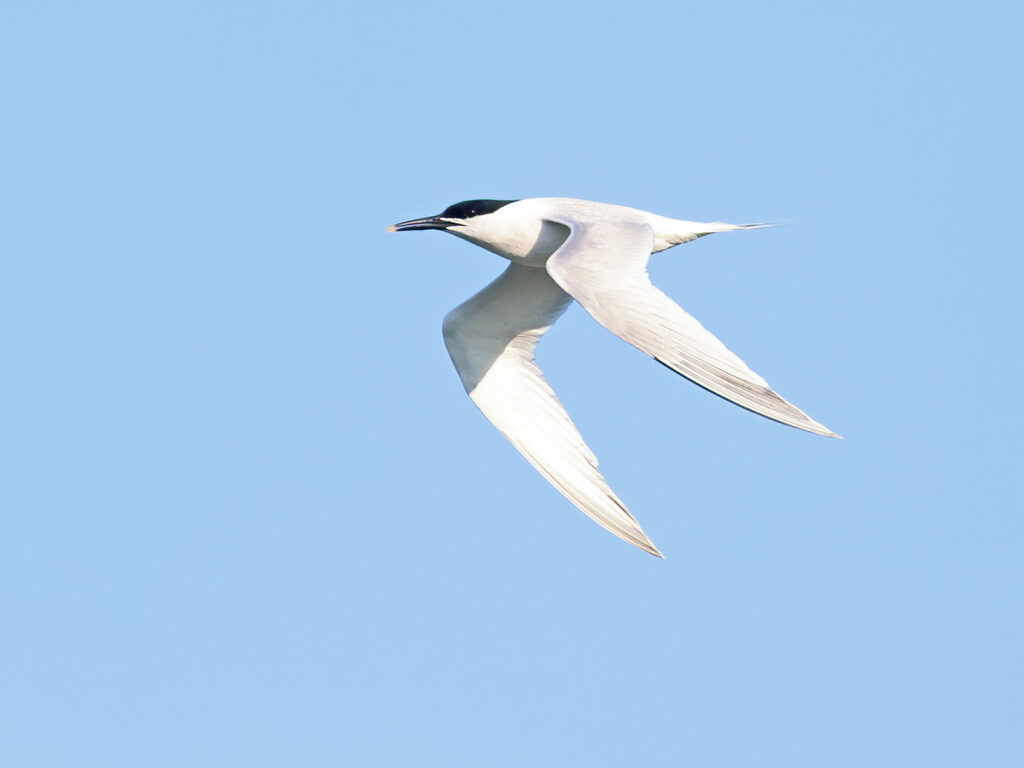Kentsk tärna (Sandwich Tern) vid Ventlinge strand, Öland
