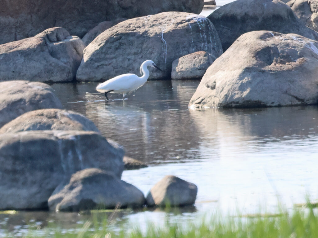 Silkeshäger (Little Egret Heron)  vid Ventlinge Strandskog, Öland