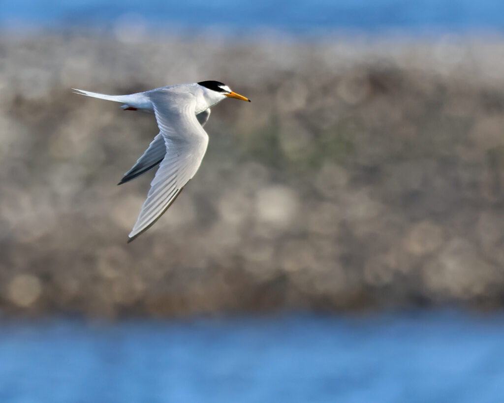 Småtärna (Little Tern) vid Ölands Södra Udde