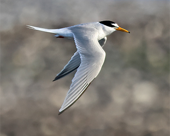 Småtärna (Little Tern) vid Ölands Södra Udde