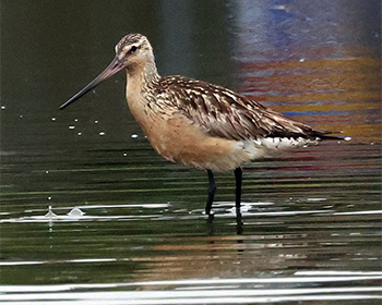 Myrspov (Bar-tailed Godwit) vid norra strandängen, Stora Amundö utanför Göteborg