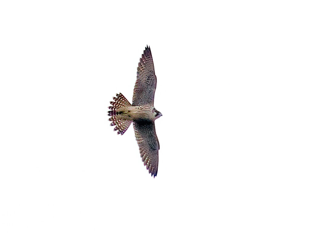Pilgrimsfalk (Peregrine Falcon) vid Källekulle, Råöslätten i Halland