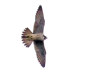 Pilgrimsfalk (Peregrine Falcon) vid Källekulle, Råöslätten i Kungsbacka