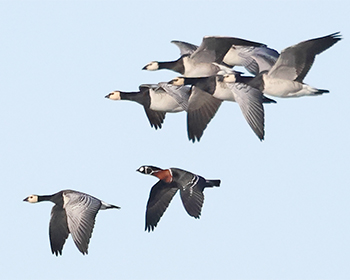 Rödhalsad gås (Red-breasted Goose) vid Gräsgårds hamn och Össby, Öland