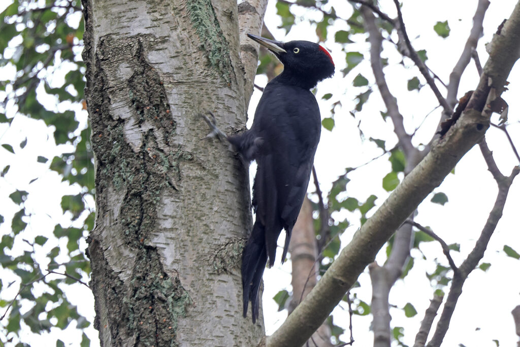 Spillkråka (Black Woodpecker) vid Falsterbo Kanal, Skåne