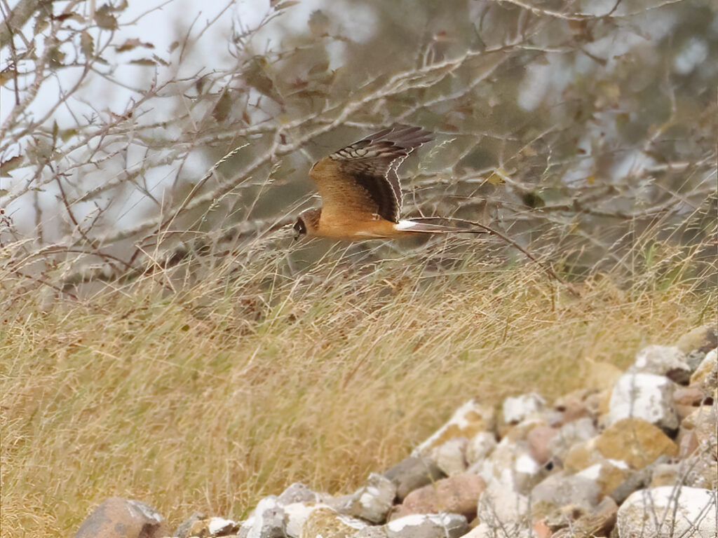 Stäpphök (Pallid Harrier) vid Räbäcksdungen, Öland