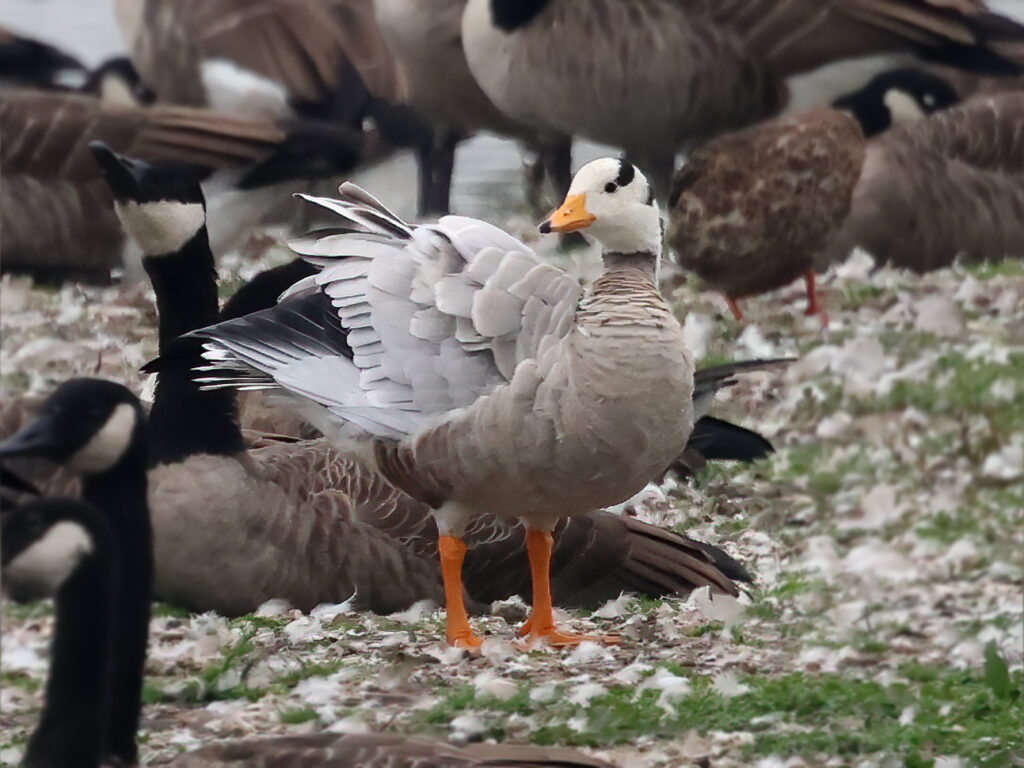 Stripgås (Bar-headed Goose) vid Källstorps Våtmarker i Falkenberg