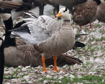 Stripgås (Bar-headed Goose) vid Källstorps våtmarker utanför Falkenberg