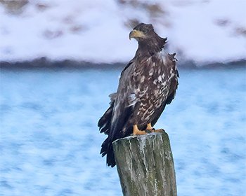 Havsörn (White-tailed Eagle) vid Amundö Marina, Göteborg