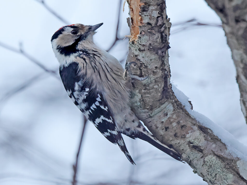 MIndre hackspett (Lesser  Spotted Woodpecker) vid Havshuvudet, Stora Amundö söder om Göteborg
