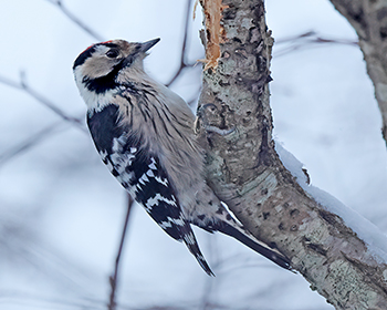 Mindre hackspett (Lesser Spotted Woodpecker) vid Stora Amundö, Göteborg