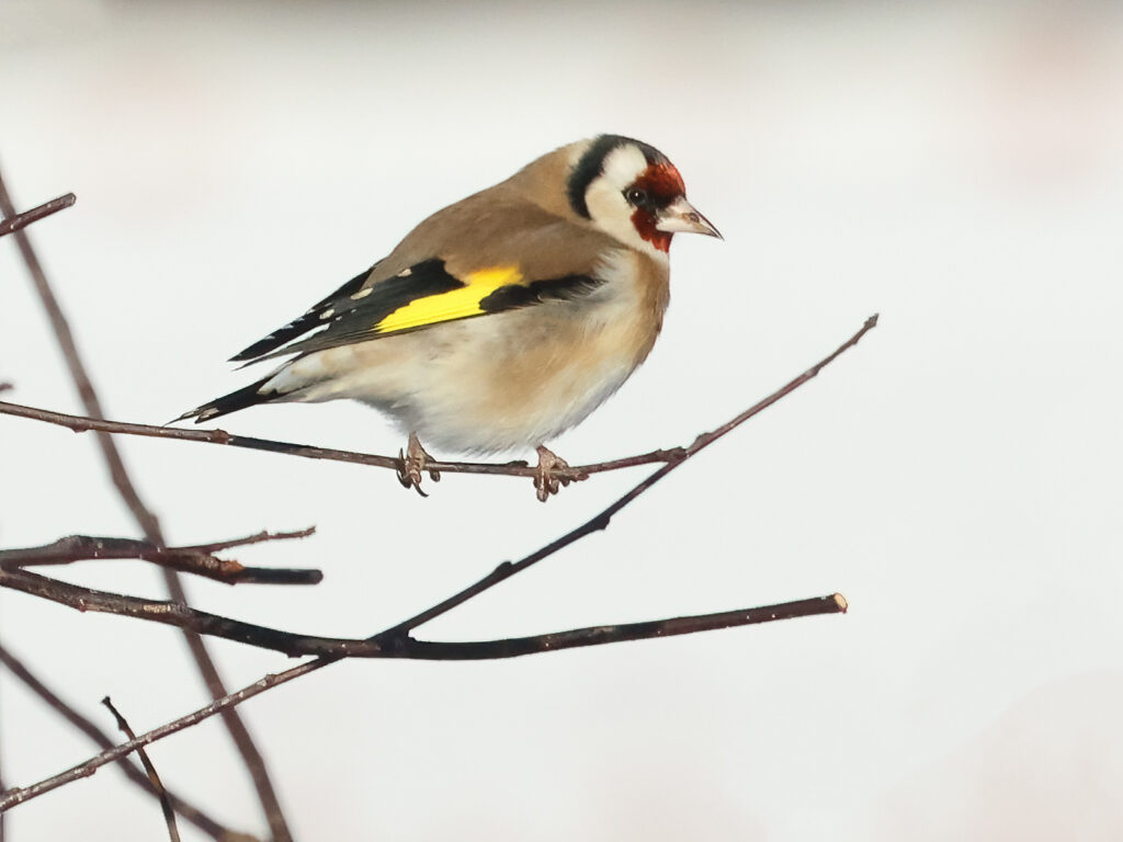 Steglits (Common Goldfinch) vid Stora Amundö söder om Göteborg