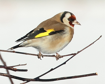 Steglits (Common Goldfinch) vid Ringhals Udde, Halland