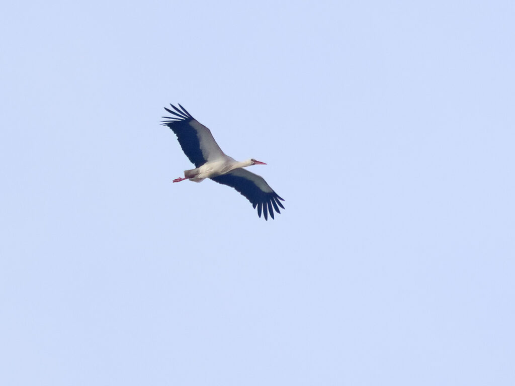 Vit stork (White Stork) utanför Veberöd, Skåne