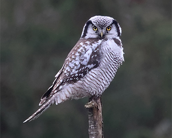 Hökuggla (Northern Hawk Owl) vid Vallda Sandö, Halland