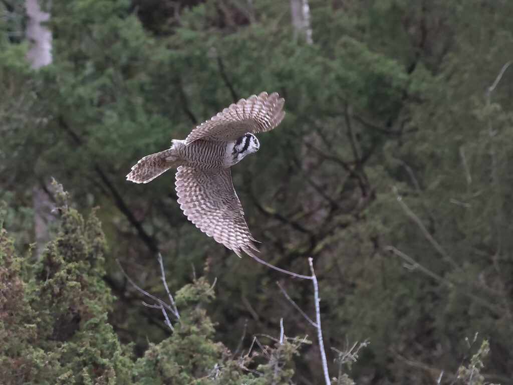 Hökuggla (Northern Hawk Owl) vid Vallda Sandö, Kungsbacka