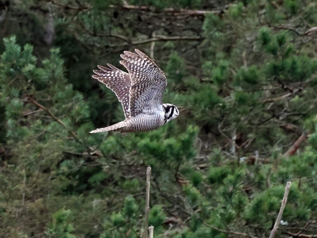Hökuggla (Northern Hawk Owl) vid Vallda Sandö, Kungsbacka