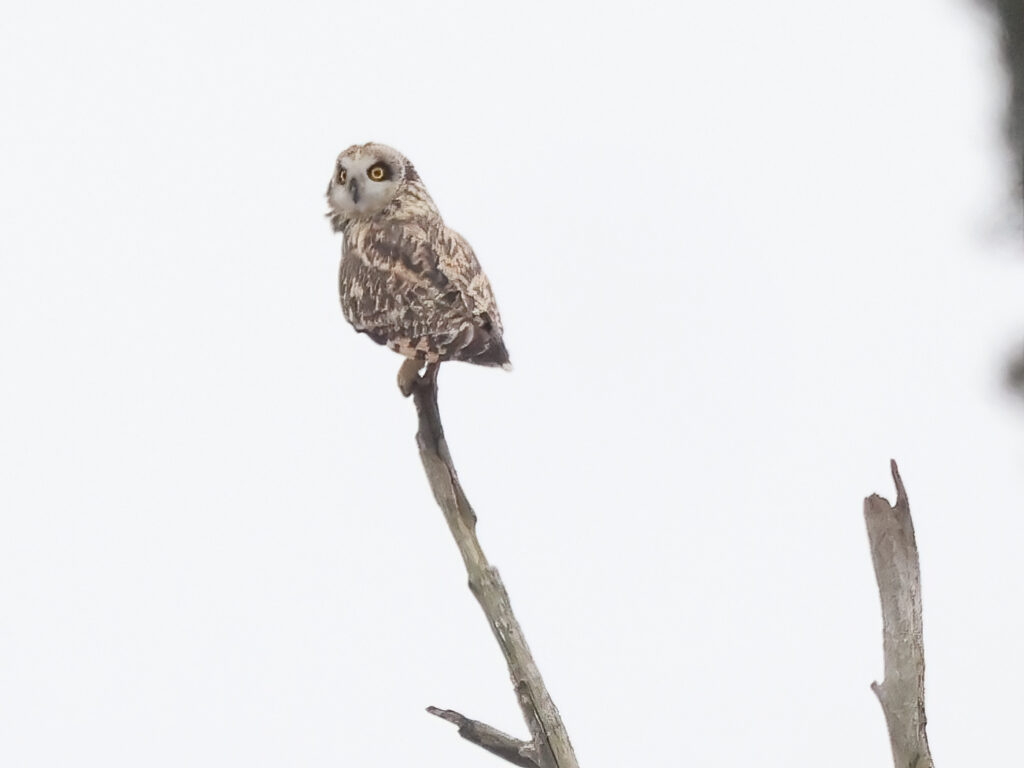 Jorduggla (Short-eared Owl) vid Modellflygplatsen, Falkenberg