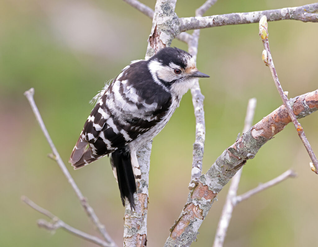 Mindre hackspett (Lesser Spotted Woodpecker) vid Räbäcken mellan Össby och Gräsgård, Öland