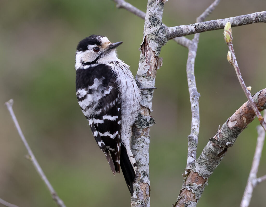 Mindre hackspett (Lesser Spotted Woodpecker) vid Råbäcken mellan Össby och Gräsgård, Öland
