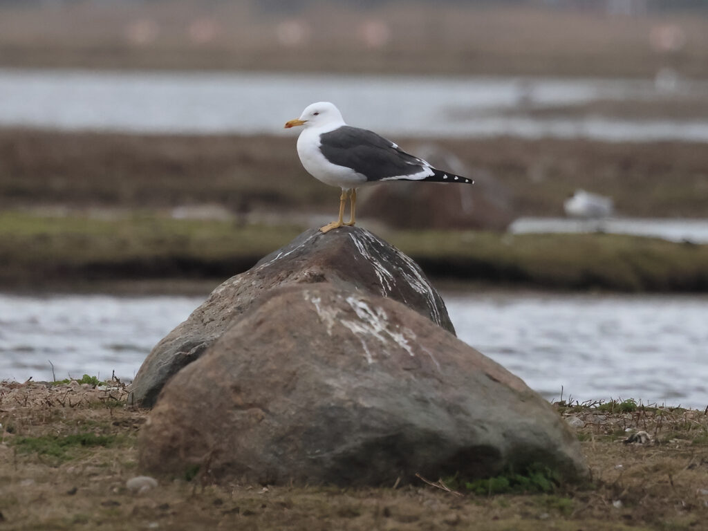 Silltrut (Lesser Black-backed Gull) vid Fotogömslet, Getteröns Naturreservat i Varberg