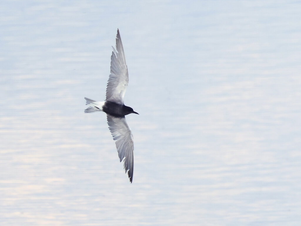 Svarttärna (Black Tern) vid Munkagårdsfloen, Halland