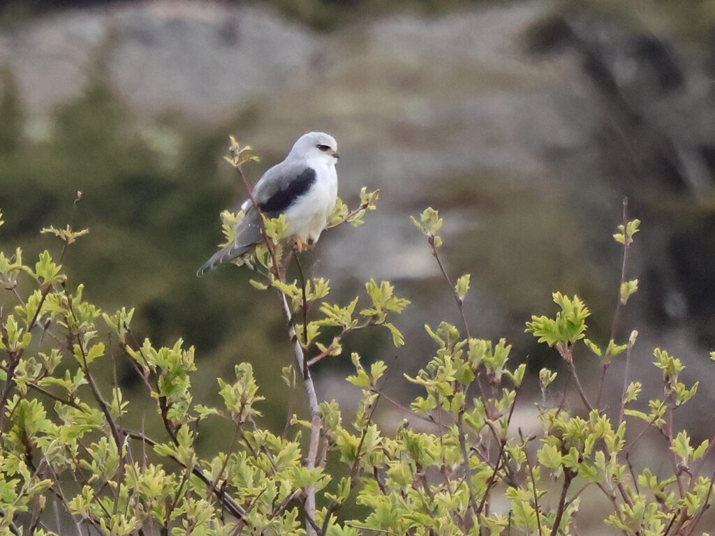 Svartvingad glada (Black-winged Kite) vid Biskopshagens naturreservat, Ringhals i Halland