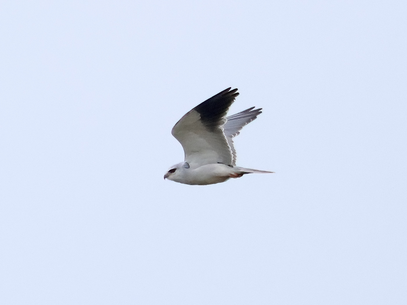 Svartvingad glada (Blackwinged Kite) vid Biskophagens naturreservat, Halland
