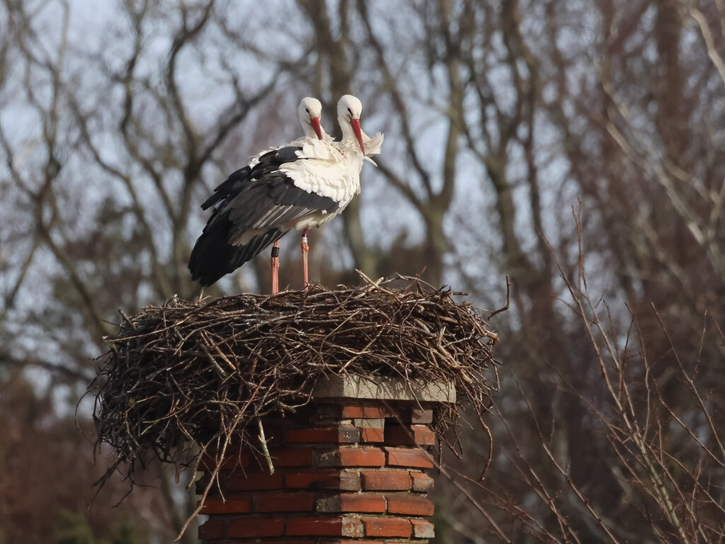 Vit stork (White Stork) vid Västra Tvet, Vombs ängar, Skåne