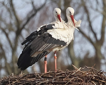 Vit stork (Whie Stork) vid Veberöd, Skåne