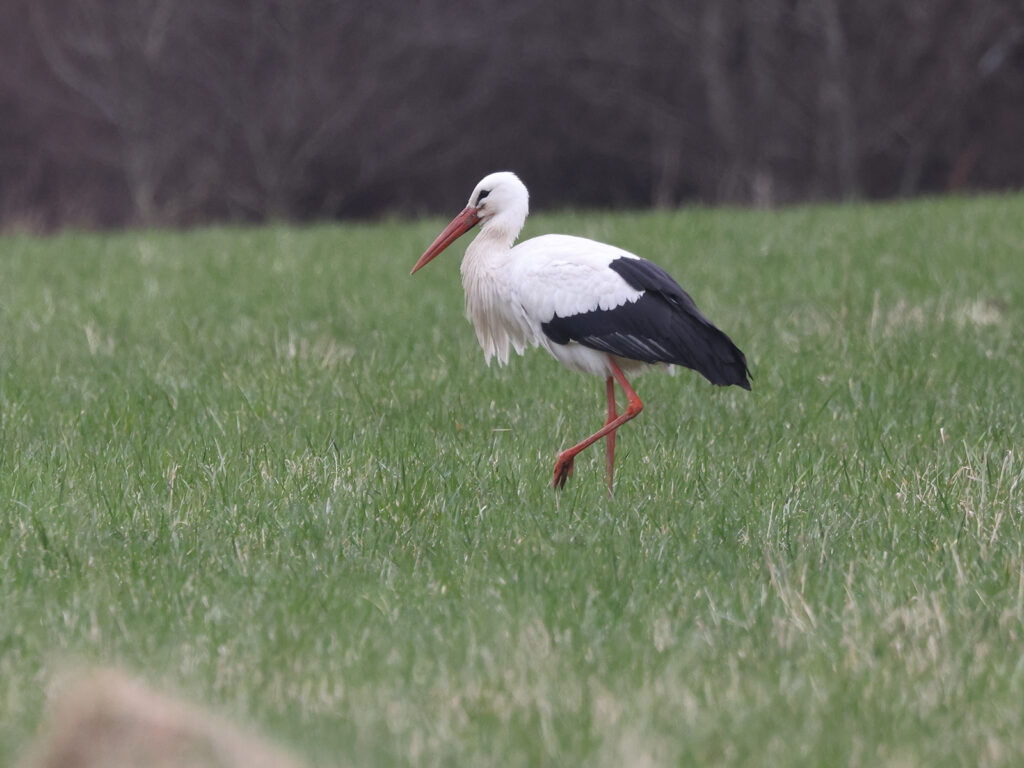 Vit stork (White Stork) vid Hjälmekulla Handelsträdgård, Kungsbacka