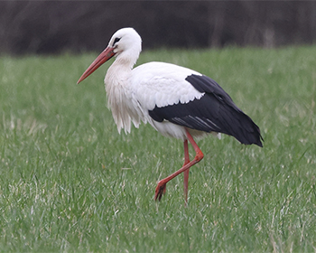 Vit stork (Whie Stork) vid Hjälmekulla, Kungsbacka