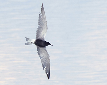 Svarttärna (Black Tern) vid Munkagårdsfloen, Halland