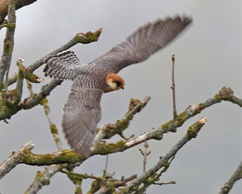 Aftonfalk (Red-footed Falcon) vid Åby norr om Sandby på Öland