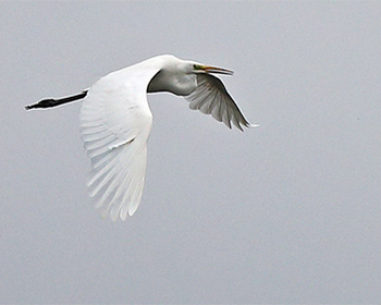 Ägretthäger (Great White Heron) vid Torslandaviken i Göteborg