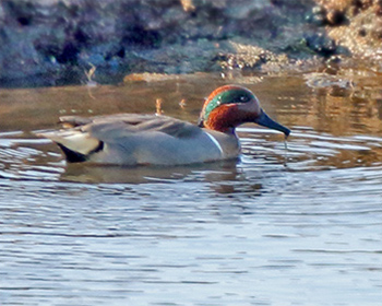 Amerikansk kricka (Green-winged Teal) nära Getteröns Naturcentrum, Varberg