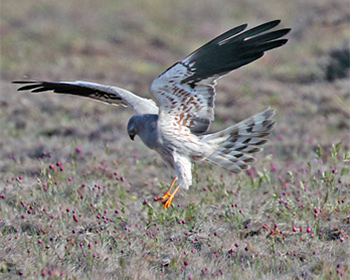 Ängshök (Montagu´s Harrier) nära Parbo Äng, södra Öland