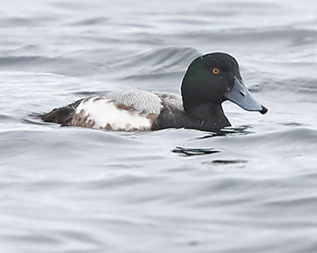 Bergand (Scaup) vid Killingholmen, Göteborg