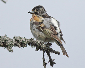 Bergfink (Brambling) vid Njupeskär, Dalarna