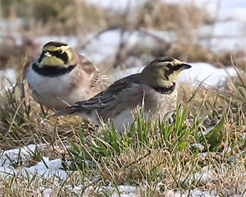 Berglärka (Horned Lark) vid Korshamn, Morups Tånge i Halland