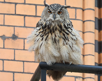 Berguv - Bubo bubo - Eagle Owl