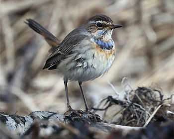 Blåhake (Bluethroat) vid Särdal i Halland