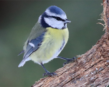 Blåmes (Blue Tit) vid Mossbodarna, Dalarna