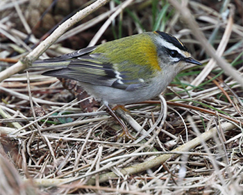 Brandkronad kungsfågel (Firecrest) vid Morups Tånge Fyr i Halland