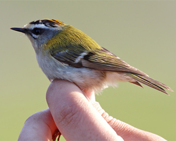 Brandkronad kungsfågel (Firecrest) visas upp vid Ottenby Fågelstation, Öland