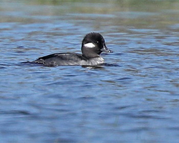 Buffelhuvud (Bufflehead) vid Hjälms våtmark utanför Kungsbacka, Halland