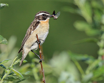 Buskskvätta (Whinchat) vid Lusmyren, Borlänge i Dalarna